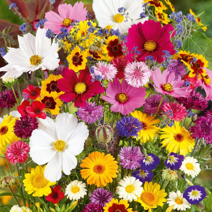 PREMIUM FLOWER SEEDS WITH  FREE PLANT GROWTH SUPPLEMENT