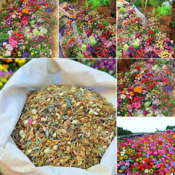 PREMIUM FLOWER SEEDS WITH  FREE PLANT GROWTH SUPPLEMENT