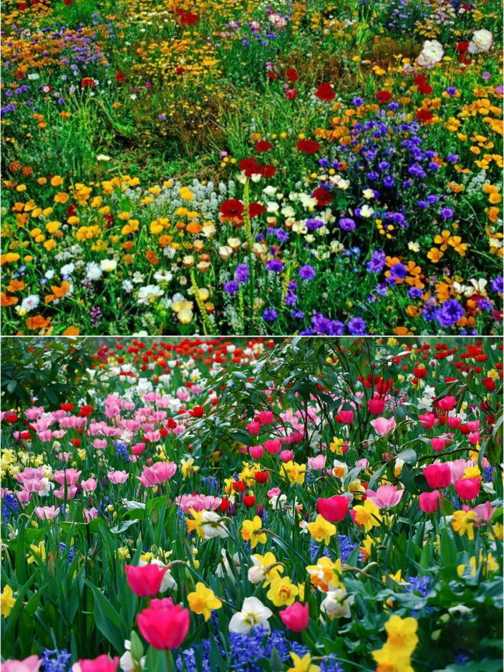 PREMIUM FLOWER SEEDS WITH  FREE PLANT GROWTH SUPPLEMENT