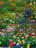 PREMIUM FLOWER SEEDS WITH  FREE PLANT GROWTH SUPPLEMENT