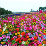 PREMIUM FLOWER SEEDS WITH  FREE PLANT GROWTH SUPPLEMENT