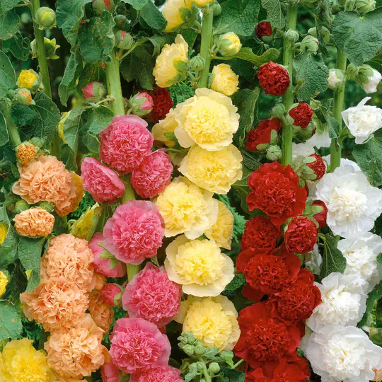 PREMIUM FLOWER SEEDS WITH  FREE PLANT GROWTH SUPPLEMENT