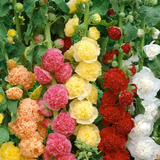PREMIUM FLOWER SEEDS WITH  FREE PLANT GROWTH SUPPLEMENT