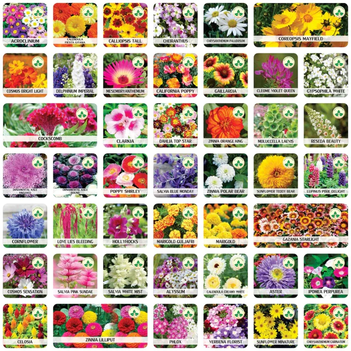 PREMIUM FLOWER SEEDS WITH  FREE PLANT GROWTH SUPPLEMENT