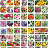 PREMIUM FLOWER SEEDS WITH  FREE PLANT GROWTH SUPPLEMENT